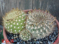 Rebutia neocumingii subsp. saipinensis