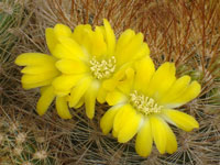 Rebutia neocumingii subsp. saipinensis