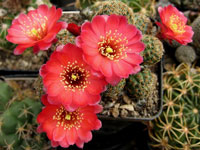 Rebutia pygmaea var. colorea