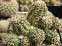 Rebutia pygmaea var. colorea