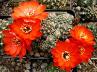 Rebutia pygmaea var. iscayachensis