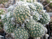 Rebutia steinmannii subsp. brachyantha