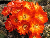 Rebutia steinmannii var. cincinnata