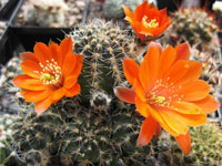 Rebutia steinmannii var. costata