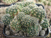 Rebutia steinmannii var. rauschii