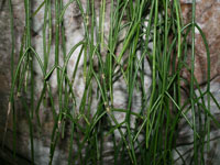丝苇 subsp. baccifera