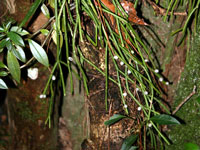 丝苇 subsp. baccifera