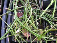 Rhipsalis burchellii