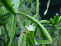 Rhipsalis cereoides