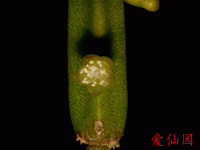 Rhipsalis micrantha subsp. monticola