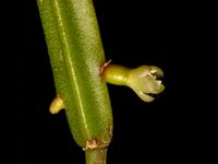 Rhipsalis micrantha subsp. monticola