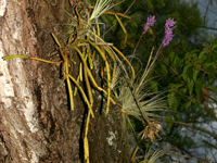 Rhipsalis micrantha subsp. monticola