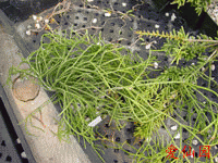 Rhipsalis teres f. heteroclada