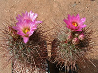 Sclerocactus havasupaiensis