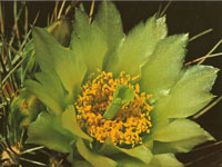 Sclerocactus parviflorus f. terrae-canyonae