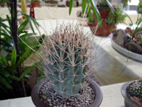 Sclerocactus uncinatus subsp. wrightii