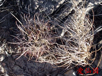 Sclerocactus uncinatus subsp. wrightii