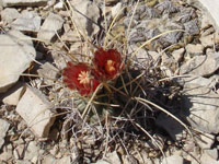 Sclerocactus uncinatus subsp. wrightii