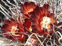 Sclerocactus uncinatus subsp. wrightii