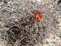 Sclerocactus uncinatus subsp. wrightii