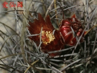 Sclerocactus uncinatus subsp. wrightii