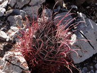 Sclerocactus uncinatus subsp. wrightii