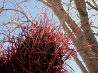 Sclerocactus uncinatus subsp. wrightii