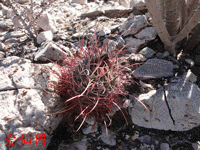 Sclerocactus uncinatus subsp. wrightii