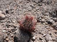 Sclerocactus uncinatus subsp. wrightii