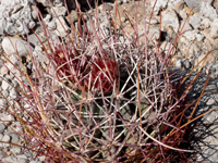 Sclerocactus uncinatus subsp. wrightii