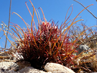 Sclerocactus uncinatus subsp. wrightii