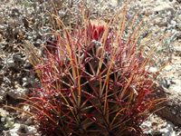 Sclerocactus uncinatus subsp. wrightii