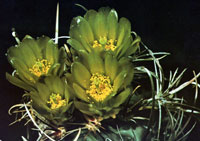 Sclerocactus whipplei var. pygmaeus