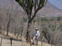 Stenocereus chrysocarpus