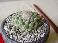 菊水 subsp. disciformis