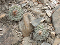 Strombocactus disciformis var. seideli