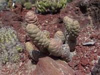 Tephrocactus articulatus var. diadematus