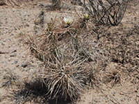 Tephrocactus articulatus var. oligacanthus