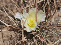 Tephrocactus articulatus var. oligacanthus