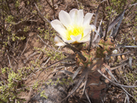 Tephrocactus articulatus var. oligacanthus