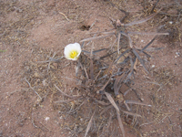 Tephrocactus articulatus var. oligacanthus