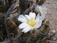 Tephrocactus articulatus var. oligacanthus