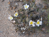 Tephrocactus articulatus var. oligacanthus