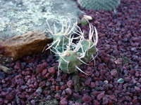 Tephrocactus articulatus var. papyracanthus