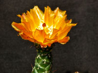 Tephrocactus weberi var. deminutus