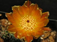 Tephrocactus weberi var. deminutus