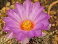 Thelocactus bicolor var. bolaensis