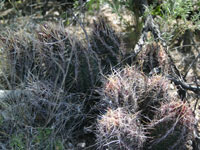 Thelocactus bicolor var. schottii