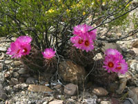 Thelocactus bicolor var. schottii