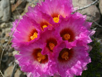 Thelocactus bicolor var. schottii